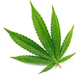 leafs