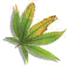 leafs